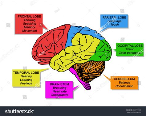 Regions Functions Human Brain Stock Illustration 654799768 | Shutterstock