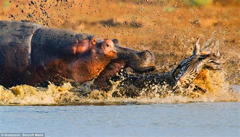 Crocodile Attacks Zebra And Gets Attacked By Hippo In Incredible