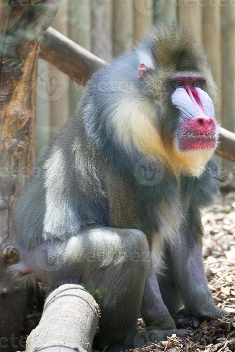 Isolated Mandrill Monkey portrait 20419967 Stock Photo at Vecteezy