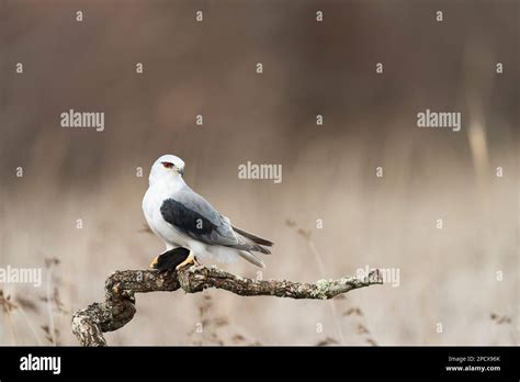 Black Winged Kite Elanus Caeruleus Stock Photo Alamy