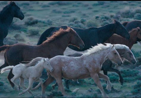 Wild horses documentary brings equine activist to Pittsburgh | Pittsburgh Post-Gazette