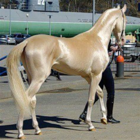 Akhal Teke A Turkish Horse Breed Of Which There Are Only 3500 Left In