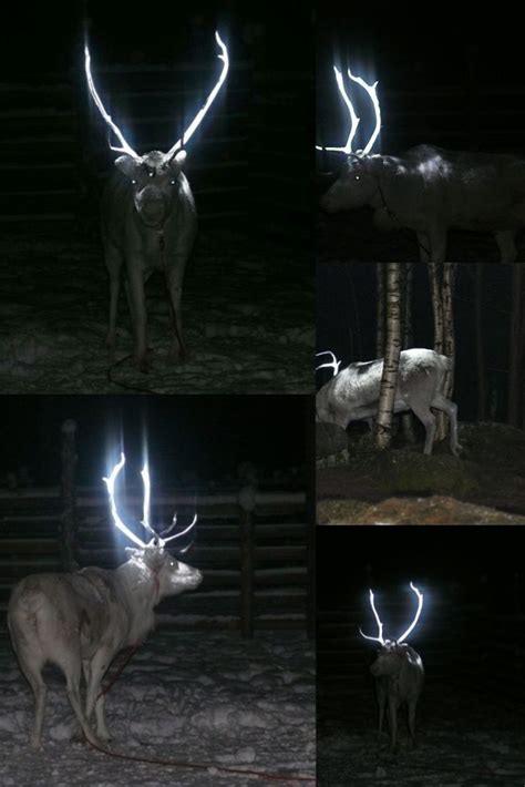 There Are Deer With Glowing Antlers In Finland Unusual Animals