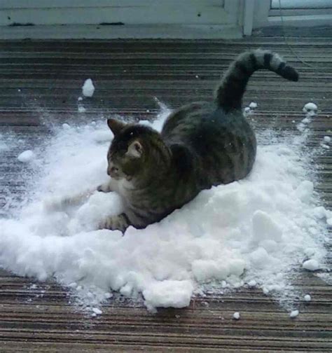 Indoor Cat Gets Very Excited When His Owners Bring Snow Inside - We Love Cats and Kittens