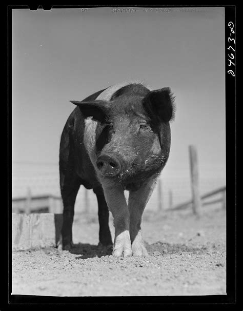 Understanding Farrowing Pigs: A Comprehensive Guide to the Birthing