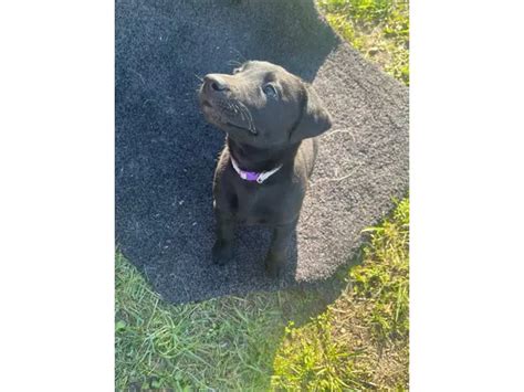 5 German Sheprador puppies Available in Winston-Salem - Puppies for Sale Near Me