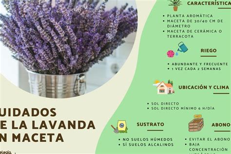 Gu A Completa Sobre El Cultivo De Lavanda Consejos Y Cuidados Esenciales