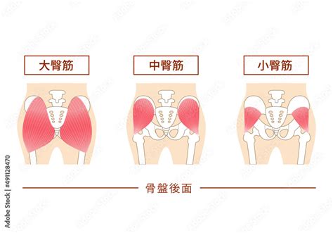 お尻の主要な臀筋群 大殿筋・中殿筋・小殿筋 Stock Vector Adobe Stock