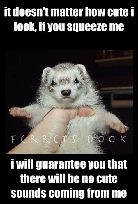 Ferret Love Quotes. QuotesGram