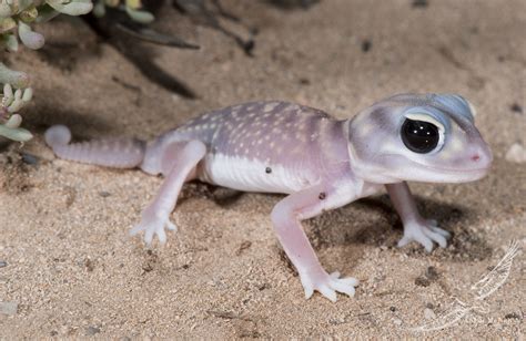 Starry Knob Tailed Gecko Nephrurus Stellatus Angus McNab Flickr