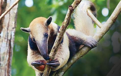 El Oso Hormiguero Es Habitante De Los árboles De Quintana Roo La