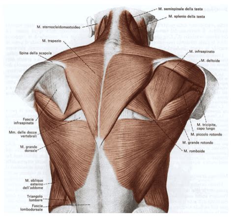 Muscolo Gran Dorsale