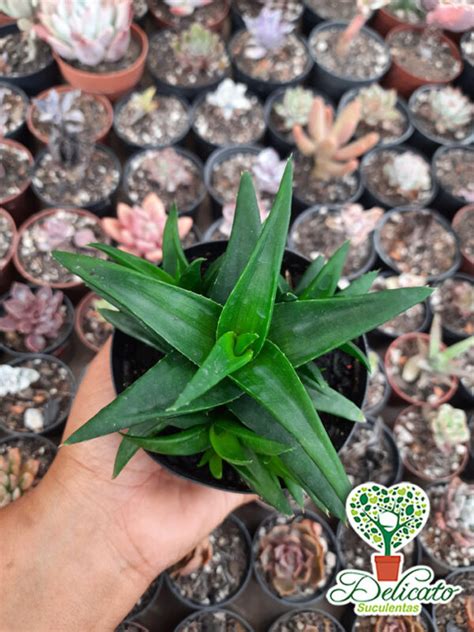 Alworthia Black Gem Aloe Speciosa X Haworthia Cymbiformis Pote