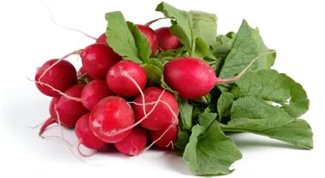 Редиска - описание продукта, как выбирать, как готовить, читайте на ...