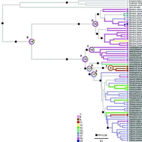 Species of bees, haploid number (n), karyotype formula, and references ...