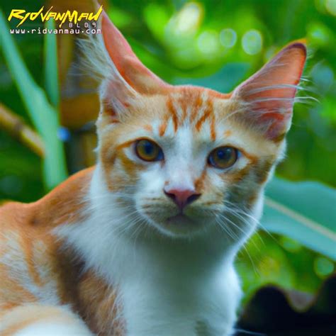 Mau Pelihara Kucing Yuk Kenali Dulu Ras Kucing Populer Di Indonesia