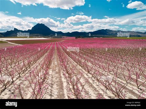 Huertos En Flor La Fotograf A A Rea De Un Florecimiento De Rboles