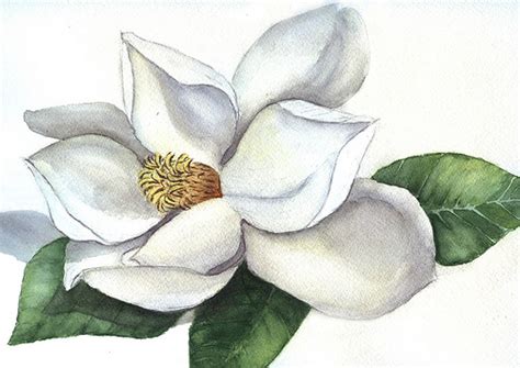 Magnolia Flower Drawing at GetDrawings | Free download