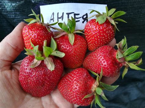 Сорт клубники рубиновый кулон - 64 фото