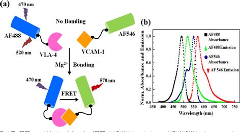 Figure From The Interaction Affinity Between Vascular Cell Adhesion