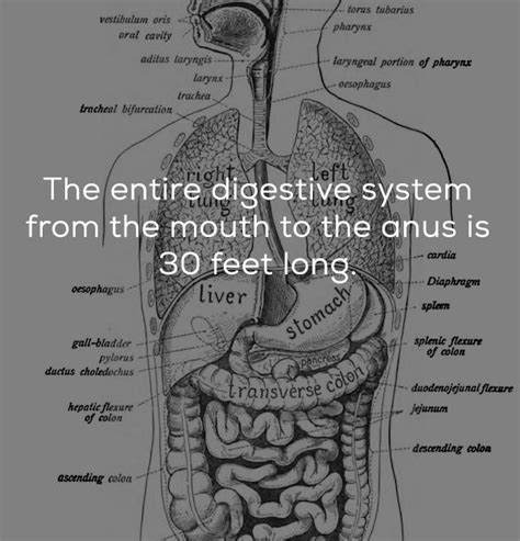 The Amazing Digestive System