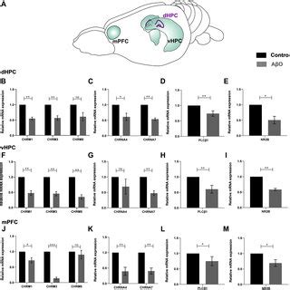 A M Reduced Acetylcholine And Glutamatergic Neurotransmission In The