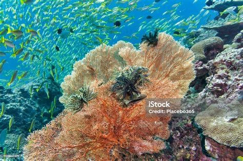 Sekolah Bawah Air Bigeye Snapper Ikan Berenang Di Atas Karang Kipas