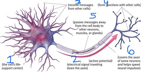 Biopsychology Diagram Quizlet