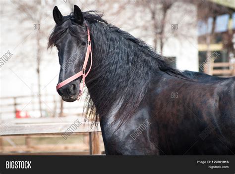 Running Black Friesian Image & Photo (Free Trial) | Bigstock