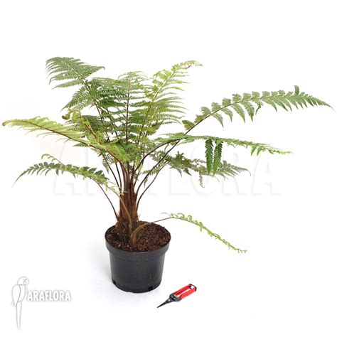 Araflora, exotic flora & more - Tree fern 'Dicksonia squarrosa'