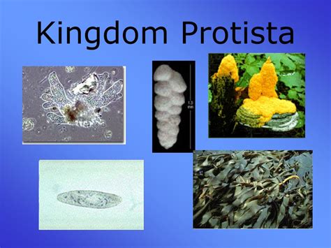 Ppt Kingdom Protista Powerpoint Presentation Free Download Id9395868