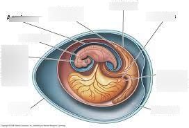 Egg structure Diagram | Quizlet