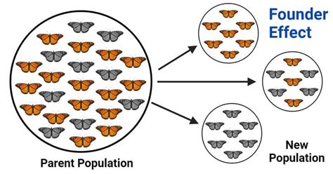 Founder Effect Definition Examples Significances In 2024 Genetic