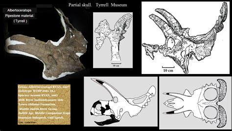 http://www.paleofile.com/Dinosaurs/Ornithopods/Albertaceratops.asp // Partial skull ...