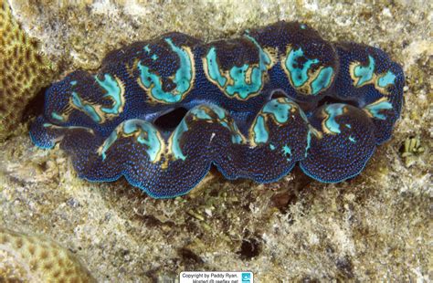 Tridacna Crocea Bohrende Riesenmuschel