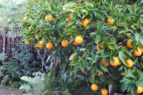 Meet Frankenstein My Wind Damaged Orange Tree Harmony In The Garden