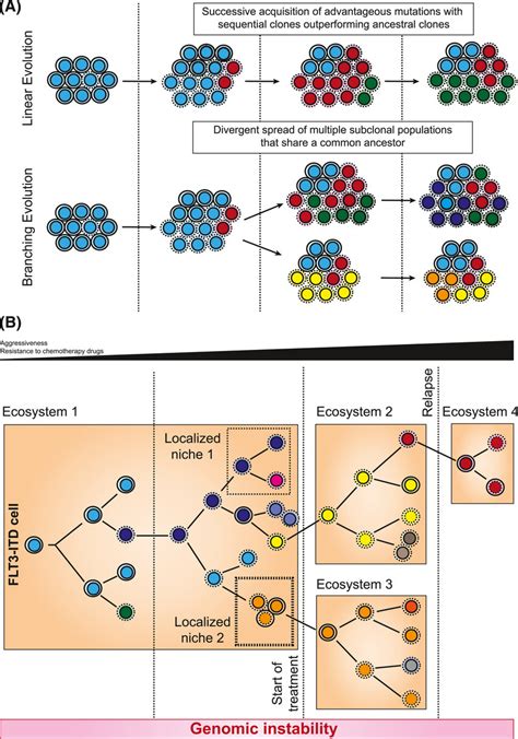 Clonal Evolution Of Flt Itd Cells A Representation Of Linear And