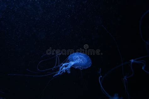 Blue Jelly Fish In Dark Water Stock Photo Image Of Fishes Glowing