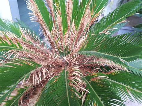 Sago Palm Fungus And Disease