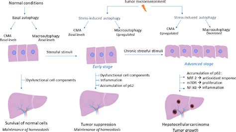 Figure 2 From The Role Of Macroautophagy And Chaperone Mediated