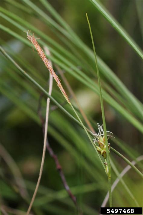 Fewseed Sedge Carex Oligosperma Michx