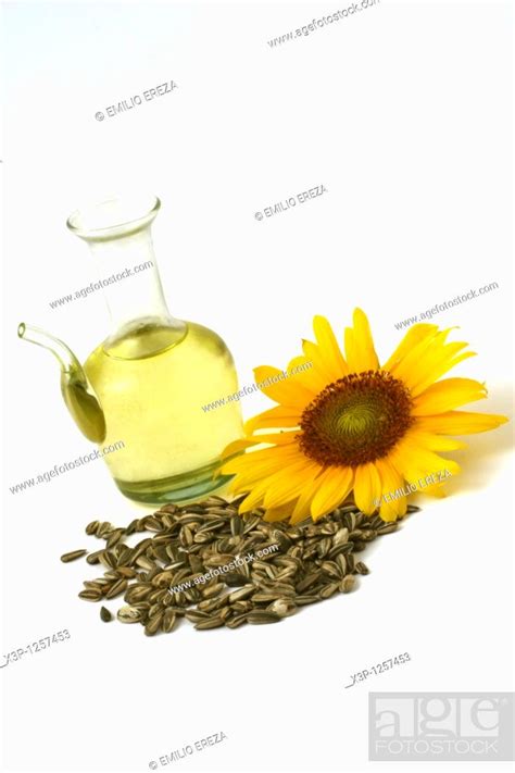 Sunflower Oil and seeds Helianthus annuus, Stock Photo, Picture And ...