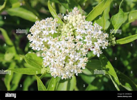 White Swamp Milkweed Asclepias Incarnata Ice Ballet Stock Photo Alamy