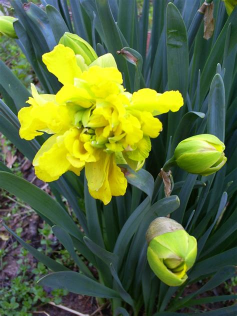 Muscari Musings Double Daffodils