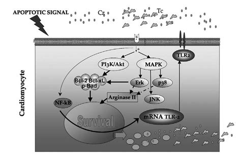 Diagram Summarizing Molecular Components Of Signaling Pathways