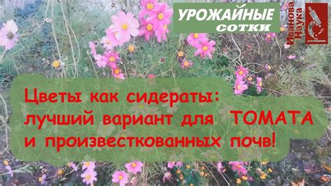 Цветы как сидераты. Ч. 2. Космея - красота для плодородия и урожая ...