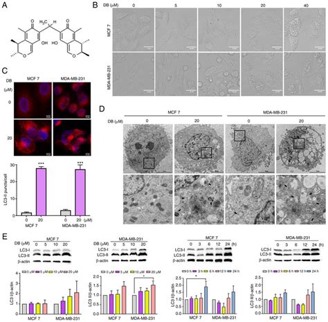 Db Modulates Autophagy In Mcf7 And Mda Mb 231 Cells A Chemical