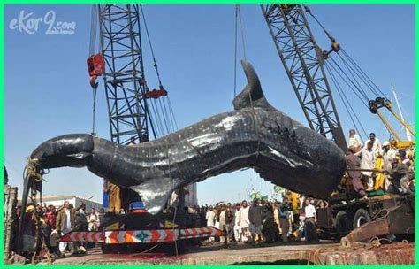 gambar ikan  terbesar  dunia