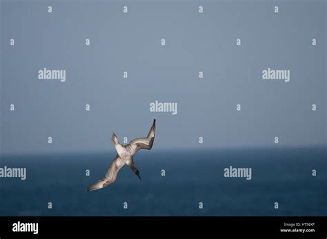 Juvenile Gannet Morus Bassanus In Flight And Fishing In Sea Stock Photo