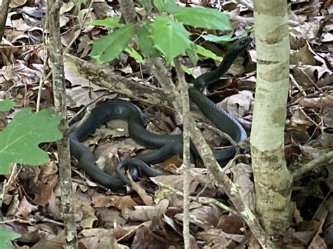 North American Racer From Uwharrie National Forest Troy Nc Us On May